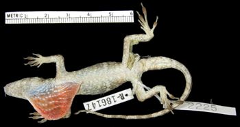 Media type: image;   Herpetology R-186147